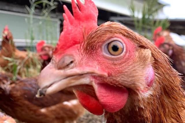 Two chicken sheds have been turned down