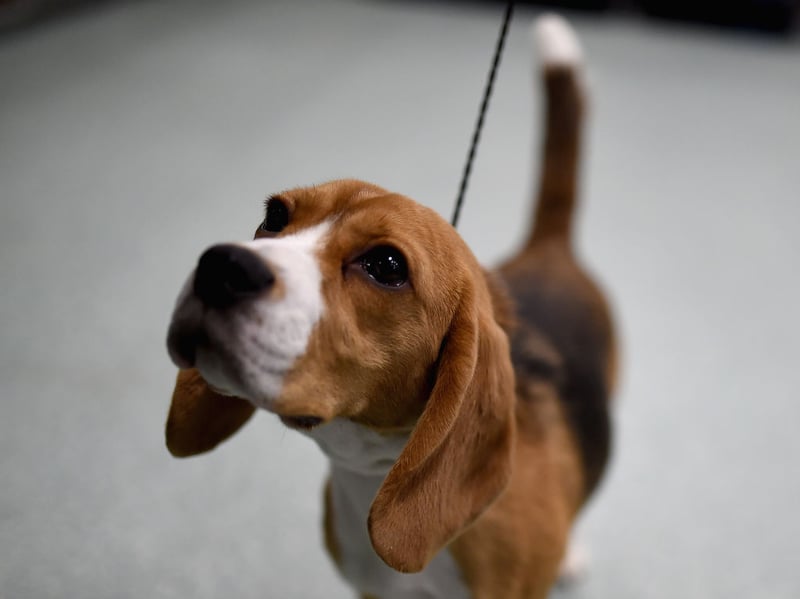 Another hugely popular dog breed in the UK is the Beagle. These dogs love to get out-and-about in all weather but they have a tendency to feel the cold due to their thin coat. A decent jacket should mean that they can cope with most conditions though.