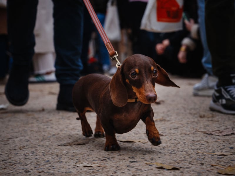 There's a reason why you often see Dachshunds in colourful winter attire - their short coats and tiny stature mean they hate the cold. Their short legs are also pretty unhelpful when it comes to anything more than a light smattering of snow.