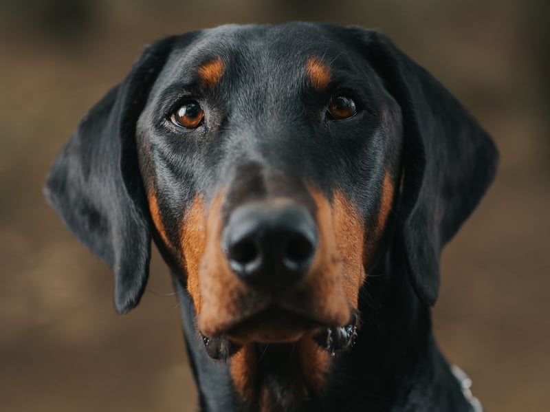 Many people are surprised to hear that the Doberman Pinscher isn't particularly tolerant to the cold - particularly since they can take pretty much anything else in their stride.