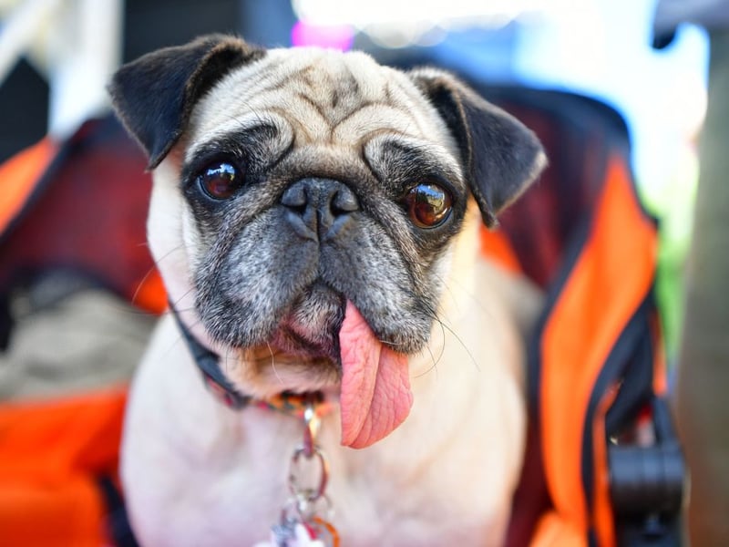 Pugs are pretty fussy when it comes to temperatures - their short noses mean that they can't pant properly to cool down so they don't like hot weather, but their short coat means that cold weather's not great for them either. Ideally you should get a pug coat with layers you can remove or add to keep them just right.