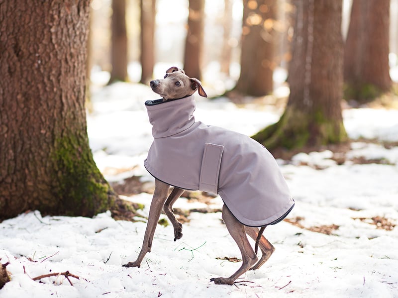 A good winter jacket, and perhaps even warm protective booties, are ideally needed when taking a skinny greyhound out into wintery weather. They'll still be keen to get home to laze by the fire though.