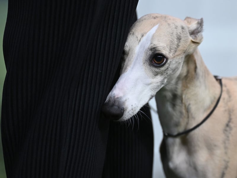 Much like the Greyhound, the Whippet has little in the way of fat, flab or fur to repel the elements. Keeping moving in cold temperatures helps, as does an adorable Whippet jumper.