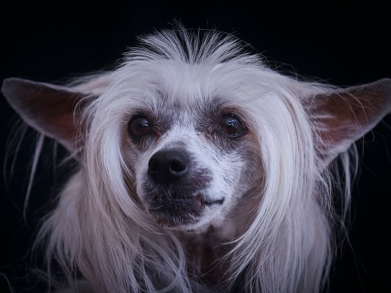 In stark comparison the the Doberman, it would be obvious to most people that the Chinese Crested doesn't get on well with the cold - with only a very small amount of hair, they need to be wrapped up to compensate.