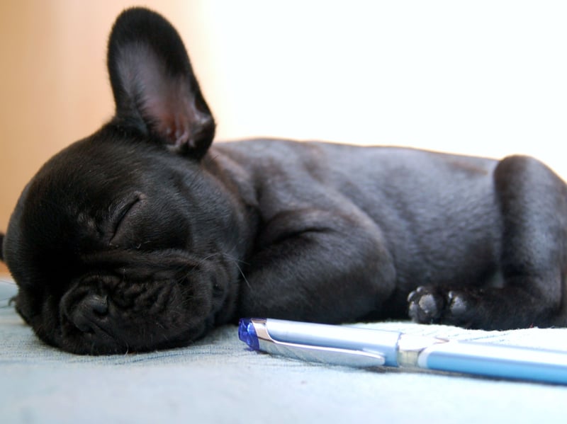 Popular French Bulldogs (they are a firm fixture in the list of the UK's top five favourite dogs) would really rather spend the winter inside with you as their short coat is fairly useless in the cold. Keep your walks short and have blanket ready for your pup's arrival home.