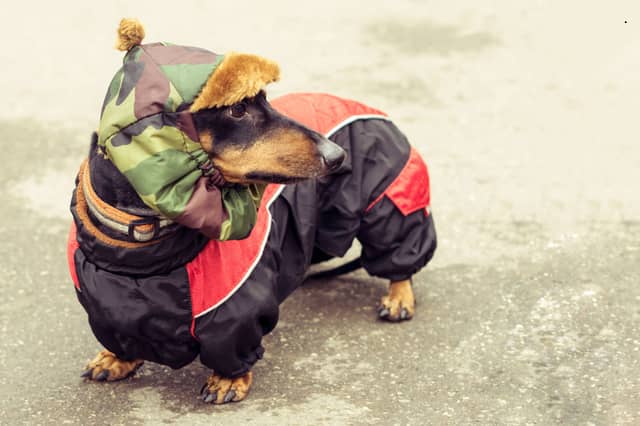 Some dogs need wrapped up in wintry weather.