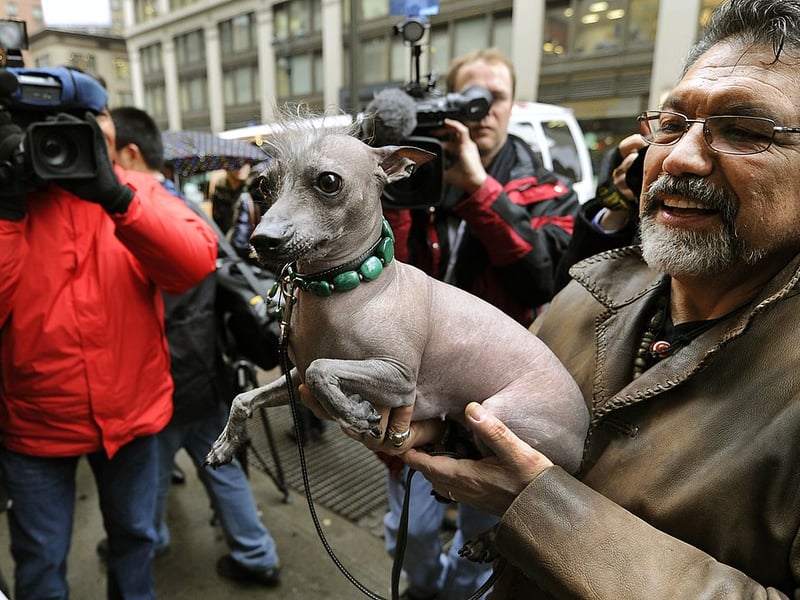 The Xoloitzcuintli, also called the Mexican Hairless Dog, has little or no fur on its body - so no wonder is feels the chill (low temperatures aren't too much of an issue in Central America). This leaves owners in colder climates with two options - warm clothing or sheltered outdoor exercise. We'd recommend lots of the former and a little of the latter.