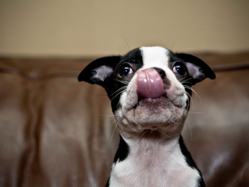 Boston Terriers have short, fine coats that provide limited protection from cold weather. Their compact bodies can lose heat quickly, so winter walks may require warm jackets and protection from freezing conditions.
