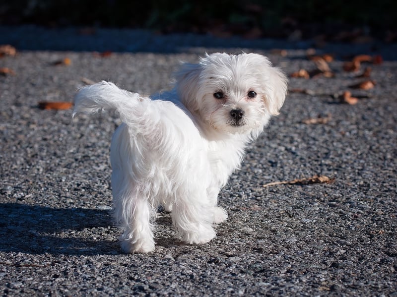 Maltese dogs may appear to have plenty of fut at first glance but these fuzzy characters have supremely silky coats that provide limited insulation when wet (particularly when more closely trimmed). That means they enjoy warmer conditions mroe and benefit from a nice doggy jumper on wintry days.