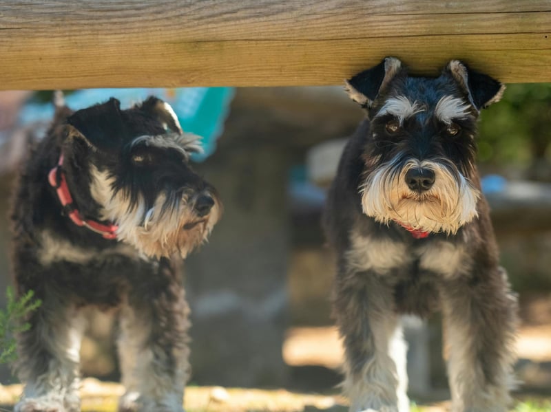 The Royal Kennel received a total of 2,956 registrations for Miniature Schnauzers last year, placing them in 13th spot. It's a German breed that was initally bred to hunt rats. These days they are more likely to be a beloved family pet, and cost from  £1000 - £1500.