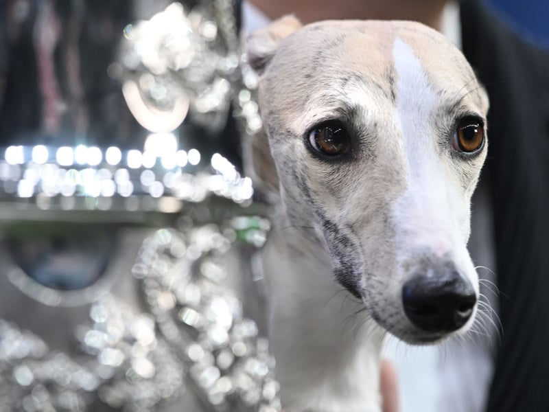 Closely resembling the Greyhound, the Whippet is slightly smaller - although not as small as the Italian Greyhound. They were first bred in Britain and are thought to have the highest acceleration of any dog breed. There were 3,218 Whippets registered by the Royal Kennel Club in 2025. They cost from £800 - £1,500 to buy as puppies.