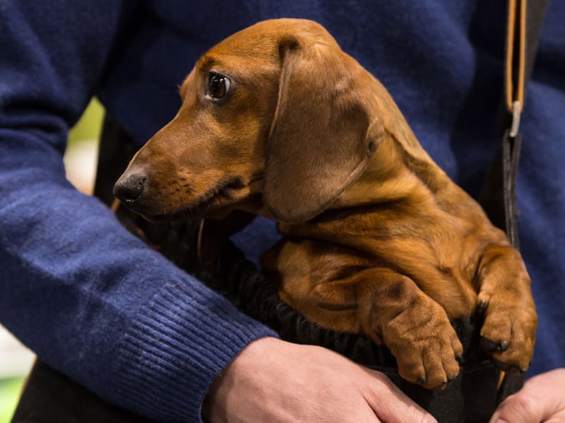 Dachshunds have been soaring in popularity in recent years. The miniature smooth haired variety of the sausage dog is the fourth favourite UK breed - with 8,908 registrations in 2025. The dog was originally bred to hunt small burrowing animals like rabbits. Buying one of these sausage dogs should cost £700 - £1,400.
