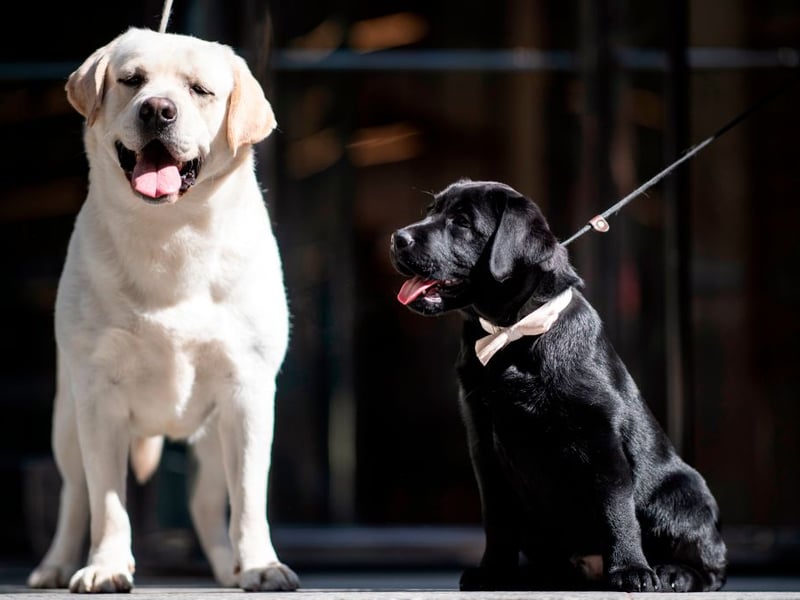 They are the world's most popular dog and the Labrador Retriever remains the most commonly registered breed in the UK by quite some distance. Breeds like the French Bulldog have challenged the Lab's dominance in the last decade, but they didn't come close last year. There were a huge 29,919 new Labradors registered with the Royal Kennel Club last year. Expect a Lab puppy to cost £700-£1,500.