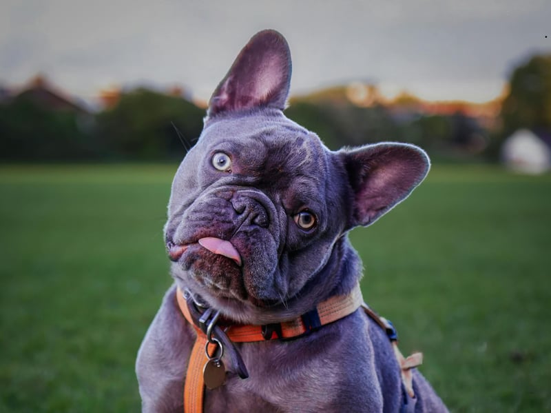 As recently as three years ago the French Bulldog was challenging the Labrador for the title of Britain's favourite dog - often appearing in second place. It lagged well behind in 2025 though, with 7,750 registrations putting the adorable breed in fifth place. They range in puppy price from £600 - £1,500.