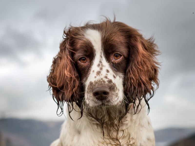 There were 5,845 new English Springer Spaniels registered with the Kennel Club in 2025, making them the sixth most popular dog - and the fourth most popular breed in the gundog group. They get their name from the fact that hunters used them to 'spring' birds out of their hiding places. Pups tend to range in price from £600-£1,000.