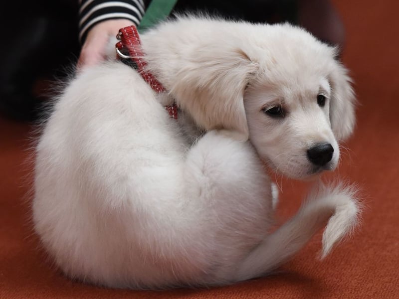 Up from fifth place to third this year is the Golden Retriever, with 9,976 new registrations last year. The breed was created by Sir Dudley Marjoribanks at his Scottish estate in the late nineteenth century. A puppy should cost from £1,100 - £2,300.