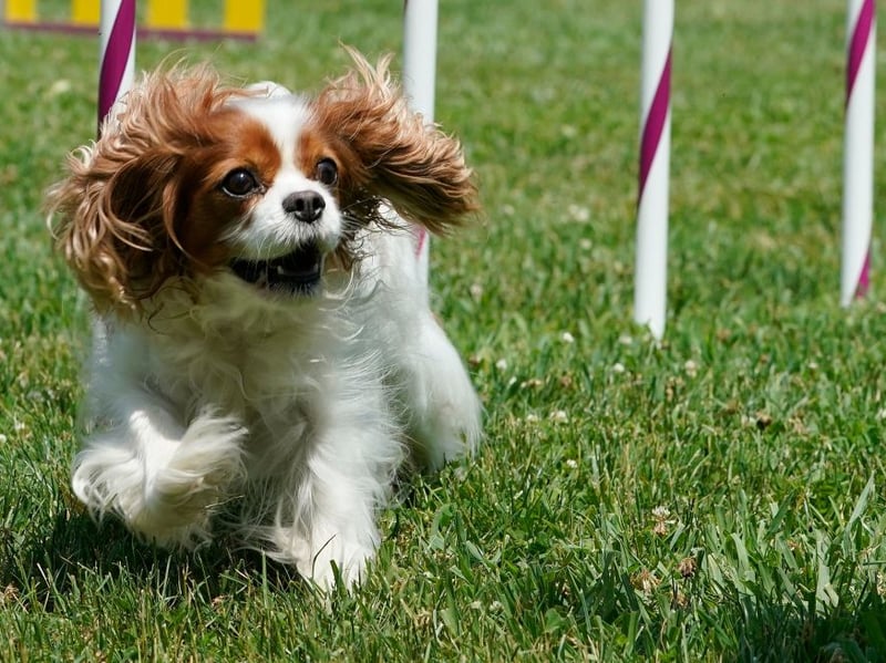 The gorgeous Cavalier King Charles Spaniel takes the top spot when it comes to the most popular toy dog breed - with 3,224 Kennel Club registrations in 2025 putting it in overall 10th spot - up from 14th in 2024. Its name comes from it being bred to recreate Charles II's spaniel of the English Civil War period, when supporters of the king were known as Cavaliers. Puppies tend to command a price of £1,100 - £2,000.