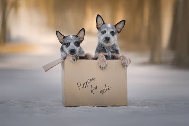 The price of a puppy is largely dependent on its breed.