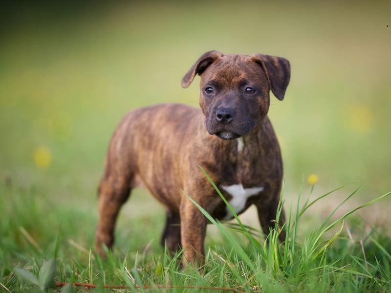 There were 5,375 Kennel Club registrations of affectionate Staffy dogs last year. A breed created by crossing Bulldogs with Terriers, they were were first recognised as a purebred dog breed by The Kennel Club in 1935. A pedigree Staffy should cost £600 - £2,000.