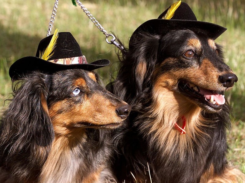 Although the Miniature Long Haired Dachshund isn't as popular as its less hirsute cousin, it still makes the top 10 (up from 13th the year before) with 3,649 registrations in 2025. Interestingly, if you combine all five types of Dachshund they would be the third most popular breed - with over 14,000 registrations. You should be paying £800 - £1,500 for a sausage dog puppy.