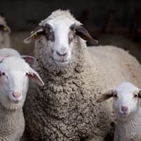 Markethill Livestock and Farm Sales sees steady trade for lambs