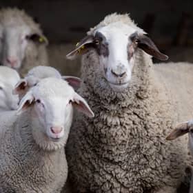 Police have responded to two spates of sheep thefts in Limavady.