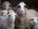 sheep