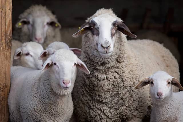 sheep