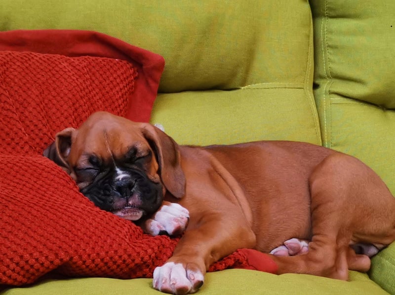 Boxers often combine enthusiastic appetites with playful, impulsive behaviour. They may enthusiastically investigate food within reach, beg during meals, and swallow treats quickly, making consistent feeding routines particularly important.