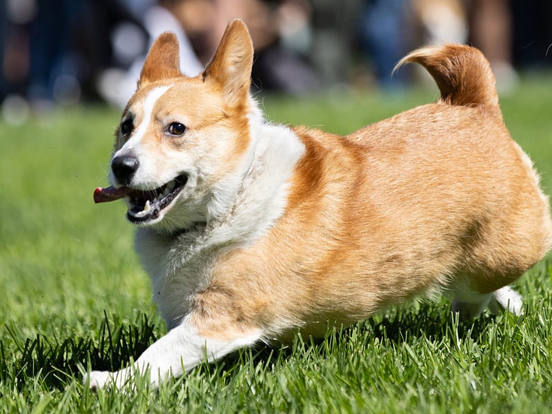 The Pembroke Welsh Corgi is a wonderful dog for those with smaller homes but they will eat anything and everything they find. Due to their small stature and body shape, just a few extra pounds can cause them problems, so best not to overdo the treats.