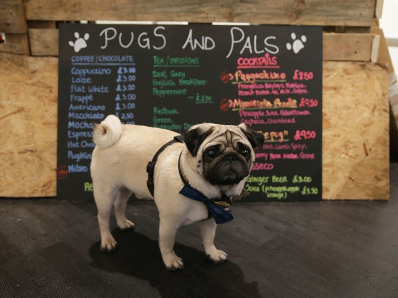 The Pug is another small dog that can pile on the pounds at an alarming rate. Making sure they get plenty of exercise is the key way to prevent them from becoming overweight.