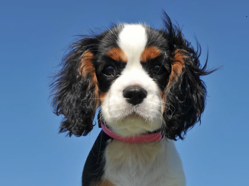 Small dogs don't burn off calories as quickly as large dogs, so a breed like the Cavalier KIng Charles Spaniel need a substantial amount to exercise to burn off a big meal. They tend to eat their meals very quickly, so it's a good idea to invest in a puzzle bowl to force them to take their time over supper and keep them in tip-top shape.