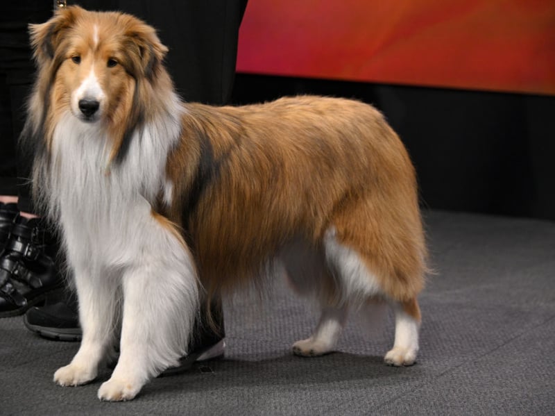 Shetland Sheepdogs often respond enthusiastically to food-based rewards and may become persistent when snacks are available. Their intelligence and eagerness to learn can make them skilled at anticipating treats and mealtimes.