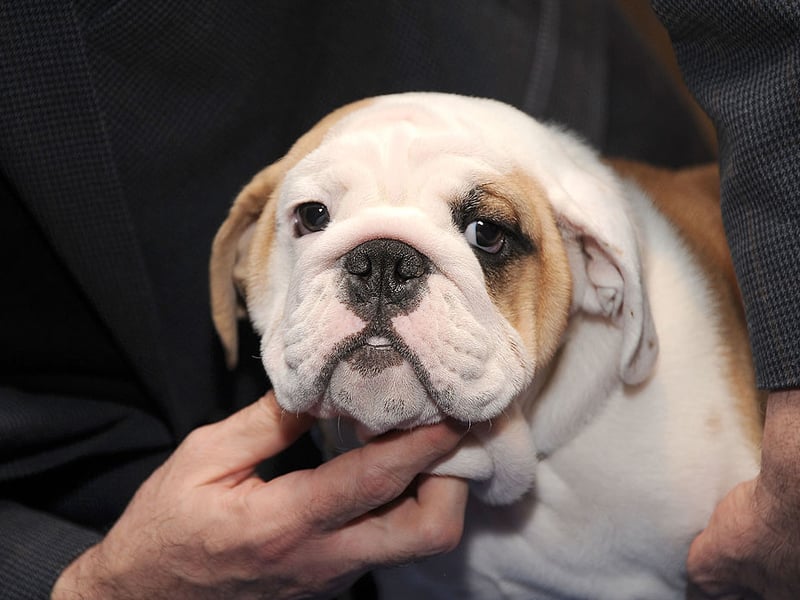 Bulldogs are fairly indiscriminate when it comes to food and how they get it, so getting them used to set meal times and avoiding giving them snacks is a good plan. It's particularly important to stop Bulldogs from becoming obese as they often suffer from breathing difficulties which can be made far worse if they are carrying extra weight.
