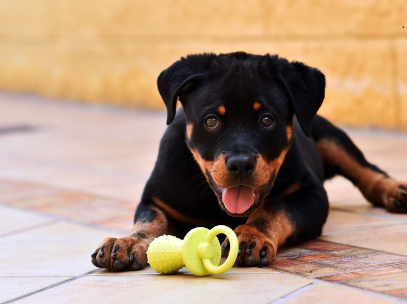 The Rottweiler is another dog that lacks the gene to tell its brain that it's full. Combine this with a propensity to be lazy and you have a dog that seems designed to be obese. Making sure they have a good walk a couple of times a day and carefully-managed meals are a must with this breed.