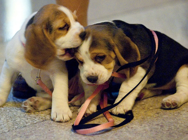 The Beagle has been bred to have a great sense of smell in order to track animals for hunters. Today, this olfactory talent is mainly used to track down any scrap of food it can gobble up. Best make sure your bins are well-secured if you have a Beagle.