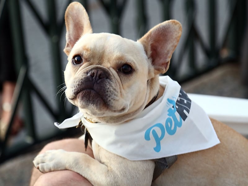 French Bulldogs frequently show considerable enthusiasm for treats and table scraps - look away for a moment and that sausage will be gone. Their charming expressions are hard to resist, but their compact builds and breathing difficulties make avoiding excess weight especially important.