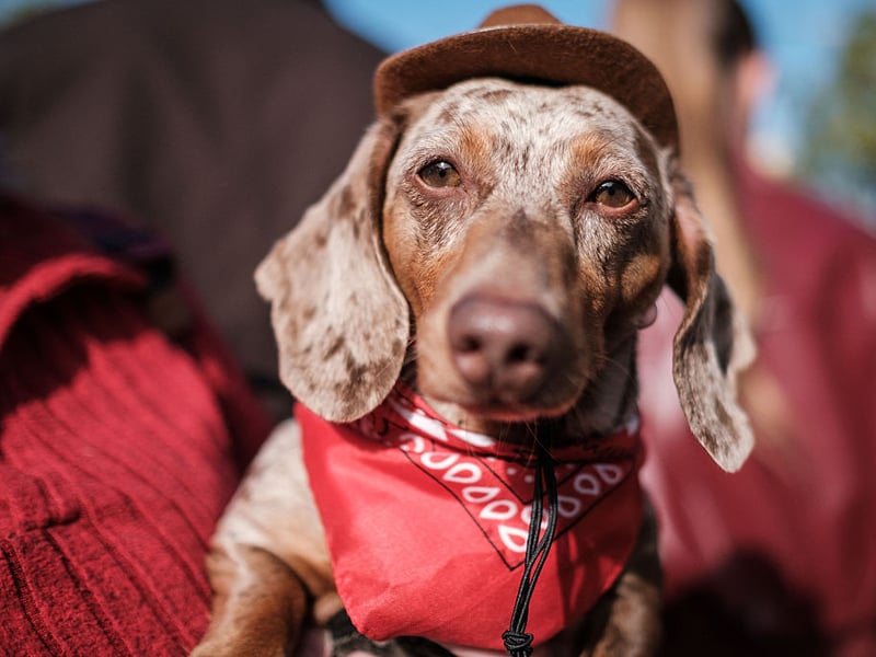 Another breed that has been bred to track down prey - both above and below ground - the Dachshound is also a professional when it comes to begging for food. They need more exercise that their size would suggest to keep them slim and healthy.