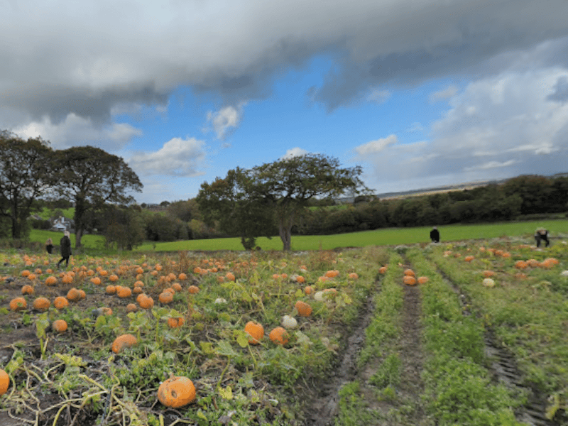 This family-run farm is widely considered the quintessential local choice. The best part? Entry and parking are completely free, and you only pay for what you pick. They offer a massive variety of traditional orange, ghost-white, and unique pastel gourds right from the vine.