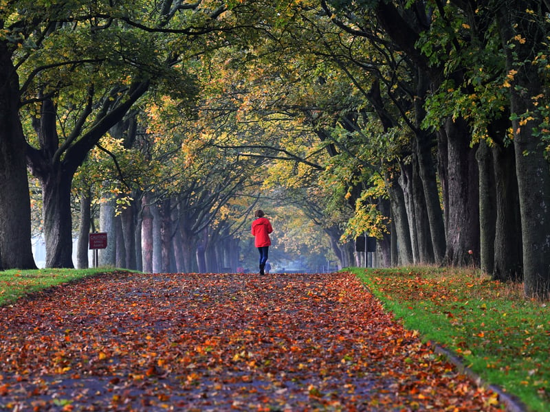The majestic tree-lined avenues of Temple Newsam are transformed by golden fall canopies and autumn leaves. 