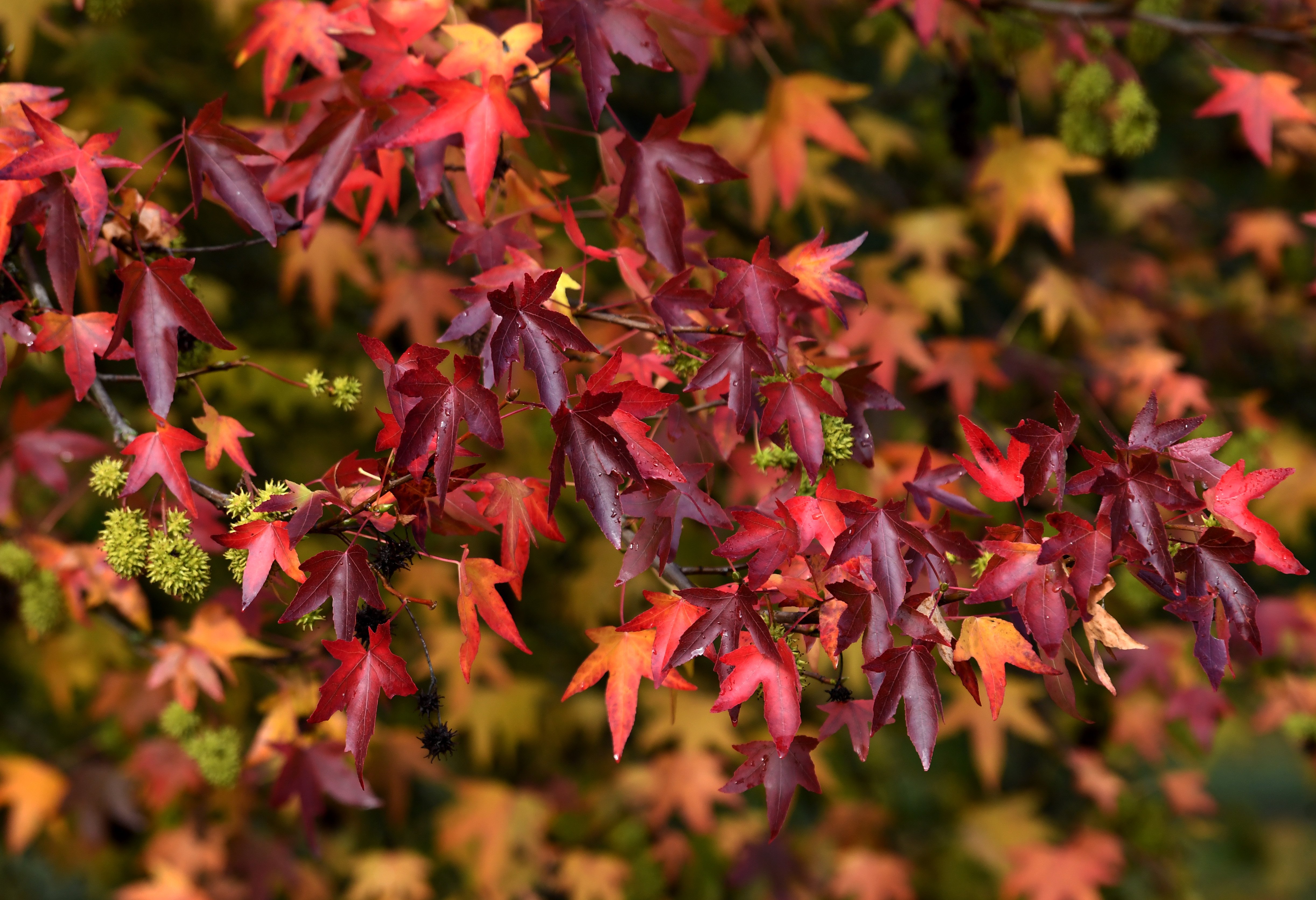 Vibrant autumn foliage displaying rich red and purple leaves across Leeds parks as seasonal temperature drops 