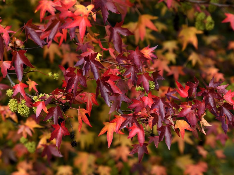 Vibrant autumn foliage displaying rich red and purple leaves across Leeds parks as seasonal temperature drops 