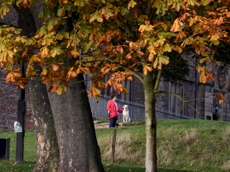 A walker wrapped up in a bright red coat strolls past changing trees across the Temple Newsam estate 