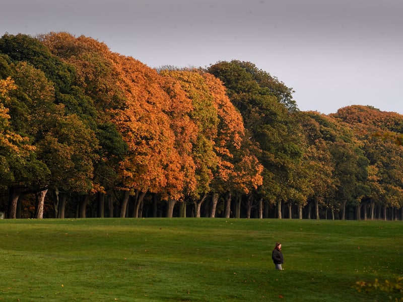A striking line of trees turning brilliant shades of orange and copper spans the open green fields at Temple Newsam 