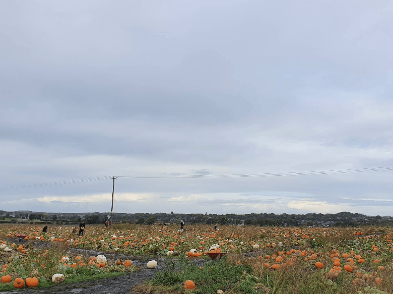 Just a short drive west from Billinge, this highly-rated spot charges no entry fee. They host fantastic photo props, a combine harvester for children to sit on, a bouncy castle, and very fair prices per pumpkin.