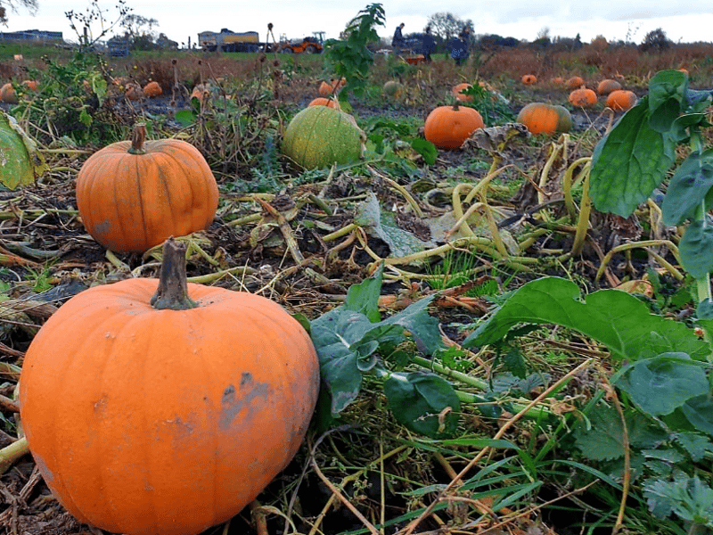 Situated right on the edge of the borough opposite Bents Garden Centre, Berties grows tens of thousands of pumpkins on-site. There is no need to pre-book entry, and they have an brilliant marshmallow-toasting station, a pizza truck, and a local burger bar to warm you up after picking.