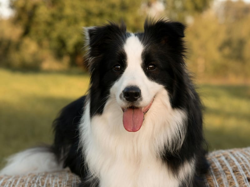 The cleverest dog on the planet is also one of the most excitable. Exceptionally energetic and alert, this breed thrive on constant activity. They need vigorous exercise, mental challenges, and purposeful tasks to prevent boredom and restlessness, leading to overexcited behaviour.