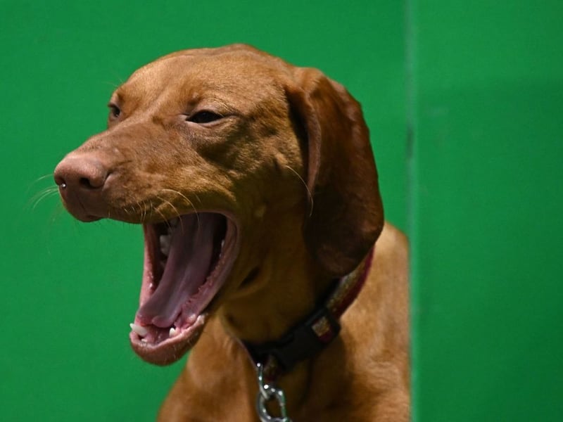 The Hungarian Vizsla is another hunting dog that can find life in a modern home a bit boring, which can lead to them becoming problematically excitable. They relish a challenge so plenty of outdoor time and energetic games are essential.