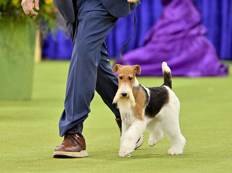 As their name suggests, the Fox Terrier was bred to flush out foxes during hunts. They may now most commonly be kept as pets but they retain the excitable and active nature that made them so good in their former job.