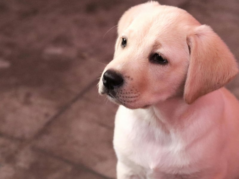 Friendly, exuberant, and playful, Labradors frequently display tremendous excitement, particularly when greeting people or anticipating walks. Young Labradors can be especially bouncy, enthusiastic, and difficult to calm without consistent training.